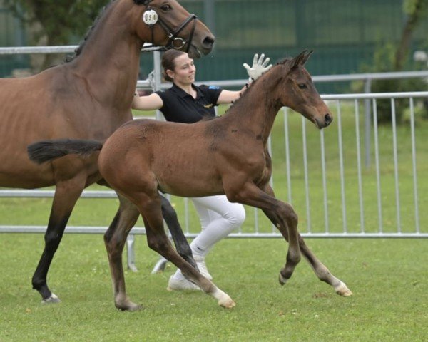jumper Ma Belle (German Sport Horse, 2024, from Croesus)
