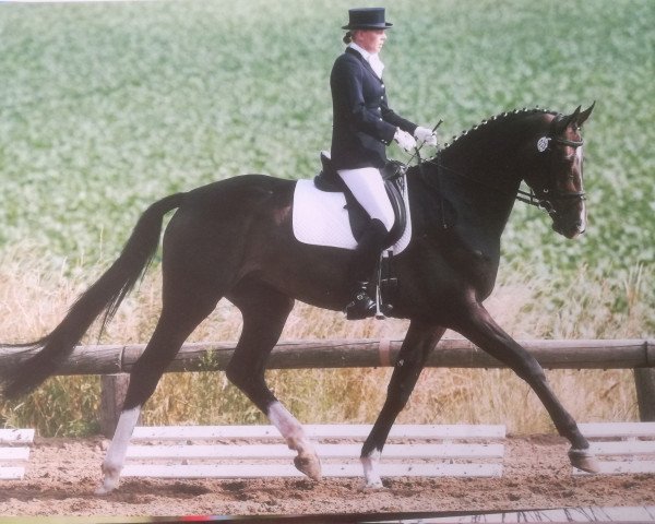 broodmare Comtessa 92 (Hanoverian, 2004, from Conteur)