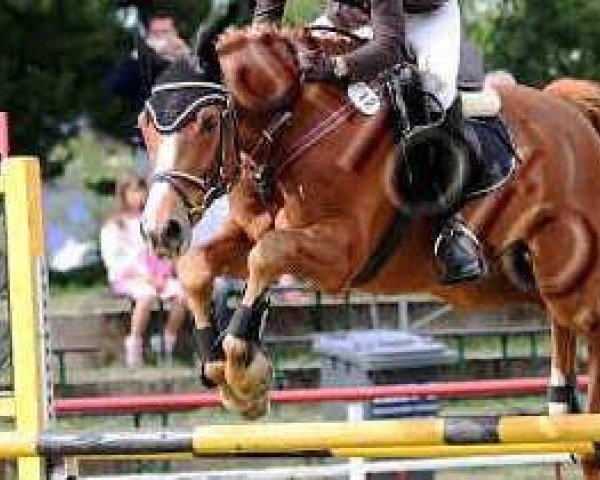 dressage horse Amico Piccolo (Sachse, 2002, from Regazzoni)