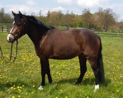 dressage horse Honey Bee (German Riding Pony, 2017, from Halifax)