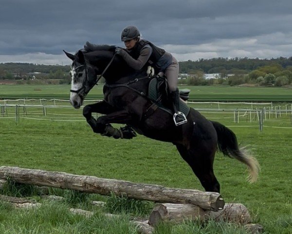 Springpferd High Road F (Westfale, 2021, von Hickstead White)