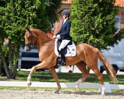 dressage horse Bond Street (Hanoverian, 2017, from Bon Coeur)