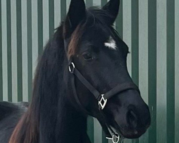 dressage horse Stute von Bonjour / For Romance I (Oldenburg, 2023, from Bonjour)
