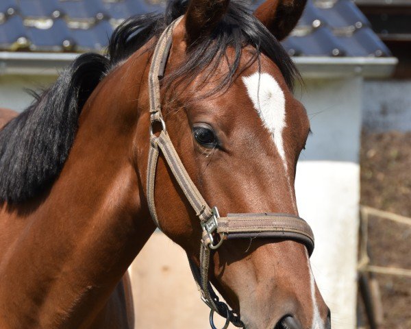 dressage horse Hengst von Jameson RS2 / Bordeaux (Westphalian, 2023, from Jameson RS2)