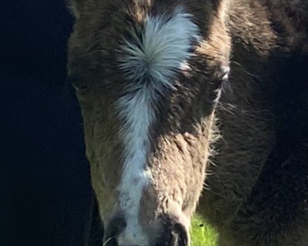 Fohlen von Aviva (Deutsches Reitpony, 2025, von A new Star)