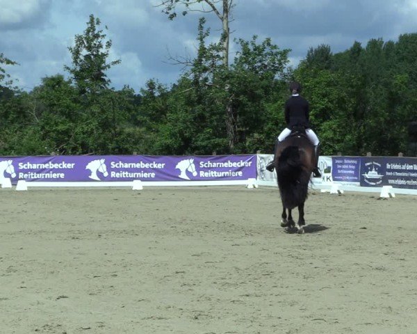 Reitturnier Scharnebeck 2025