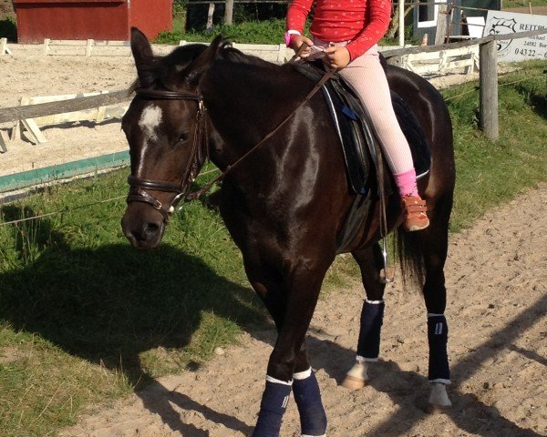 broodmare Immentals Chocolate Girl (German Riding Pony, 2009, from Baltic Dream)
