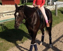 broodmare Immentals Chocolate Girl (German Riding Pony, 2009, from Baltic Dream)