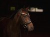 dressage horse Don Diego 88 (Hanoverian, 2014, from Don Frederico)