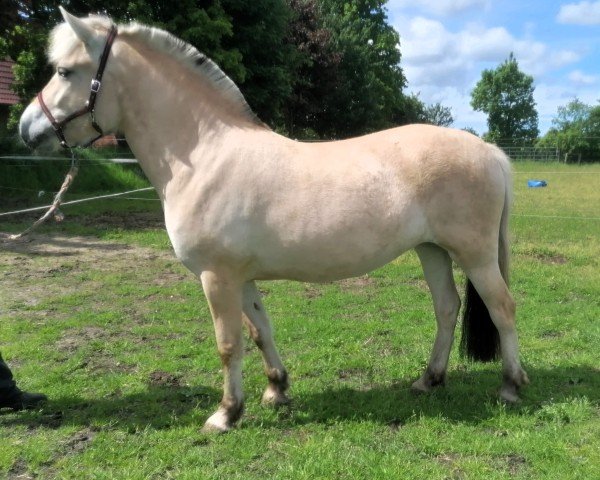 horse Hibiska (Fjord Horse, 2022, from Fjell)