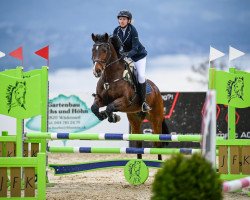 jumper Grosso de Lully CH (Swiss Warmblood, 2003, from Grosso Z)