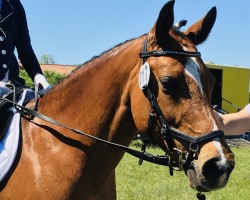 Springpferd Gladdys 40 (Deutsches Reitpony, 2005, von Golden Game Boy)