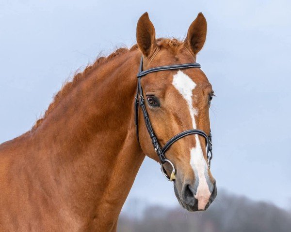 stallion ENFANT EL BARON RC Z (Zangersheide riding horse, 2021, from El Barone 111 Z)