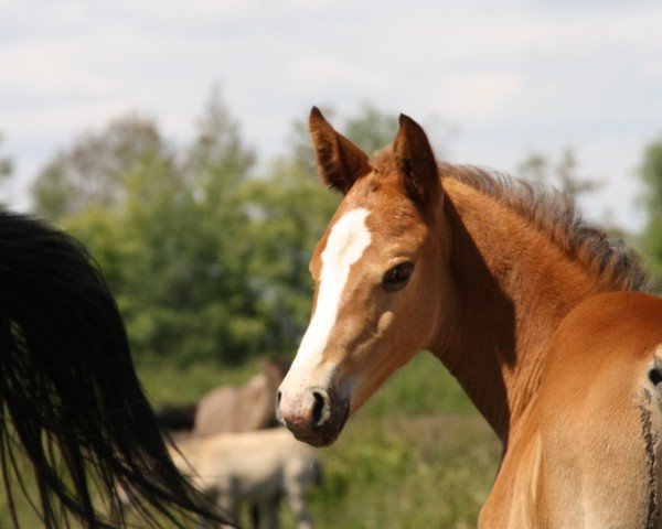 Fohlen von Easy Fly VM (Hannoveraner, 2025, von ENFANT EL BARON RC Z)
