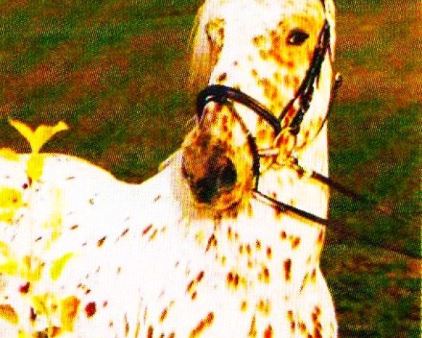 stallion Alexander af Asgard (Knabstrupper, 1996, from Adonis af Asgard)