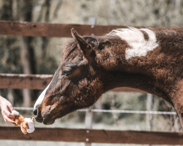 Pferd Orelie (Lewitzer, 2020, von Shawan)