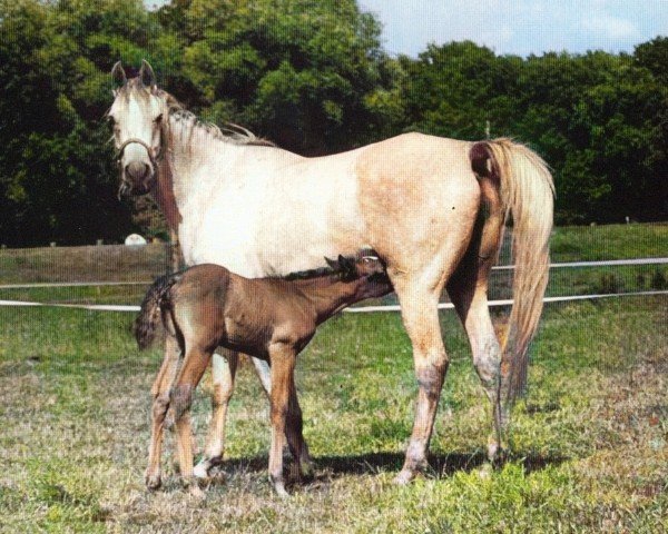 broodmare Gamra ox (Arabian purebred,  , from Maysoun 1985 ox)
