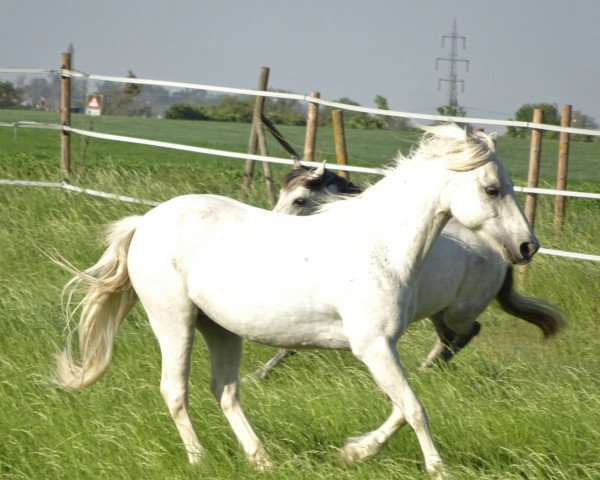 Springpferd Vicky 18 (Welsh Pony (Sek.B), 2001)