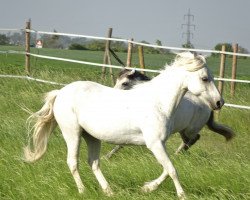 jumper Vicky 18 (Welsh-Pony (Section B), 2001)