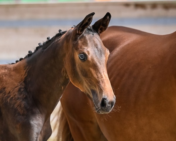 horse Fürstin Victoria CH (Swiss Warmblood, 2021, from Fürst Wilhelm)