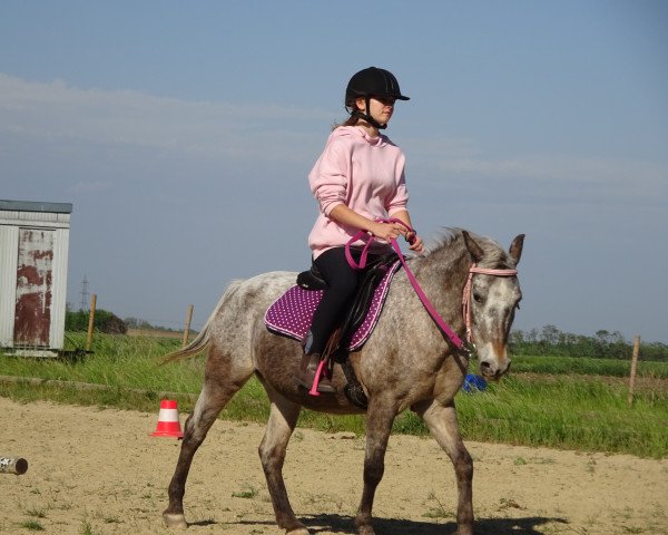 Pferd Fee 33 (Appaloosa,  )