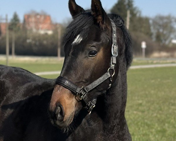 Dressurpferd Elano (Westfale, 2024, von Escanto PS OLD)