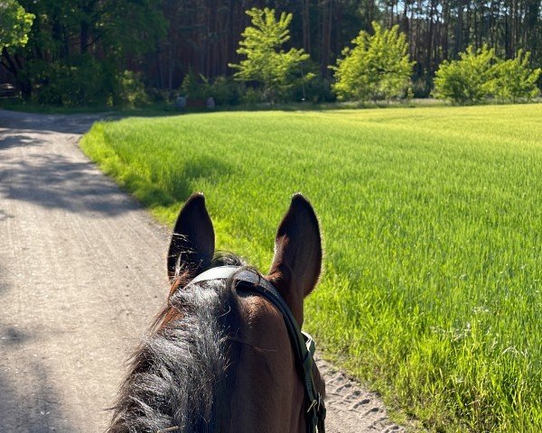 jumper Qualianko (German Sport Horse, 2020, from Quali Quanti)