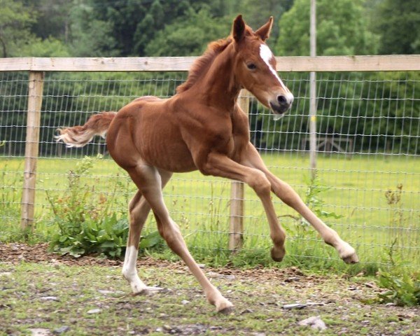 foal by Overflow Cadence (UK Pony, 2025, from Caesar)