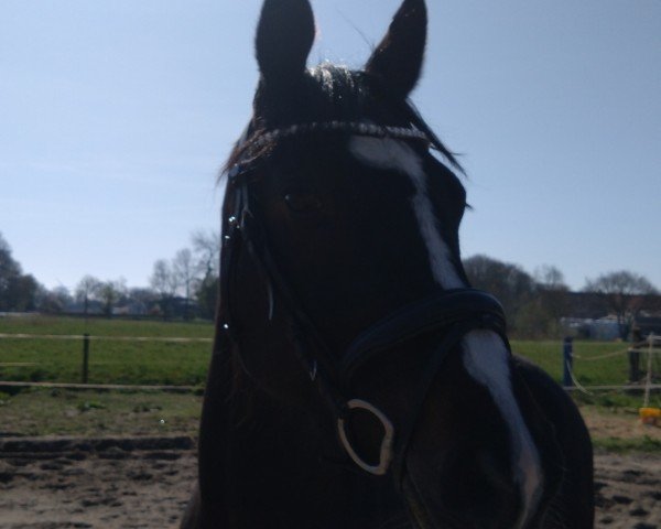 Springpferd Airway M (Oldenburger Springpferd, 2020, von Air King)