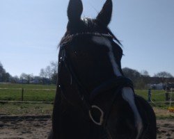 jumper Airway M (Oldenburg show jumper, 2020, from Air King)