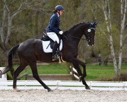 dressage horse Taubentanz (Trakehner, 2017, from Lossow)