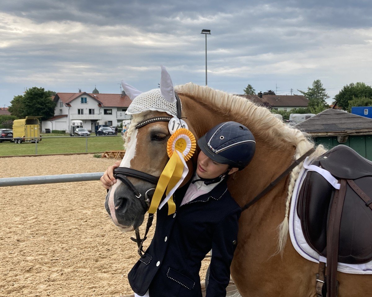 stallion Wirbelstein van de haflingerborg (Haflinger, 2000, from Wirbel)