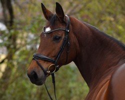 dressage horse Flörchen 2 (Oldenburg, 2013, from Demirel)