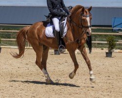 dressage horse Amigo 706 (unknown, 1995)