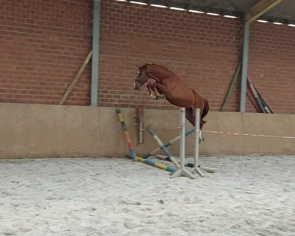 jumper Big Man EH (Belgian Warmblood, 2022, from Big Star)