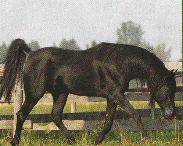 horse Al Shuhruf ox (Arabian purebred, 1998, from Simeon Sadik 1989 EAO)