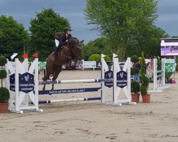 jumper Bacardi Choc (Westphalian, 2019, from Blue Hors Baron)