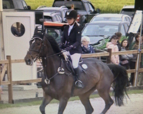 Springpferd Duncan Z (Zangersheide Reitpferd, 2017, von Dominator 2000 Z)