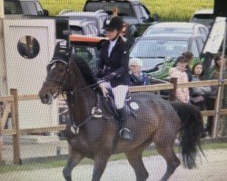 jumper Duncan Z (Zangersheide riding horse, 2017, from Dominator 2000 Z)