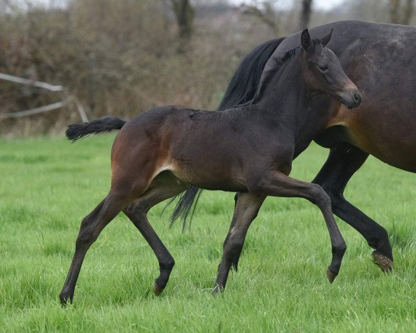 Dressurpferd Santa Scura (Trakehner, 2021, von Freiherr von Stein)