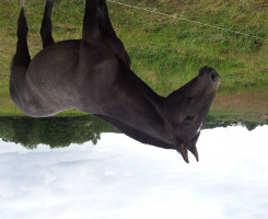 Springpferd Cesel (Mecklenburger, 2011, von Ce Matin)