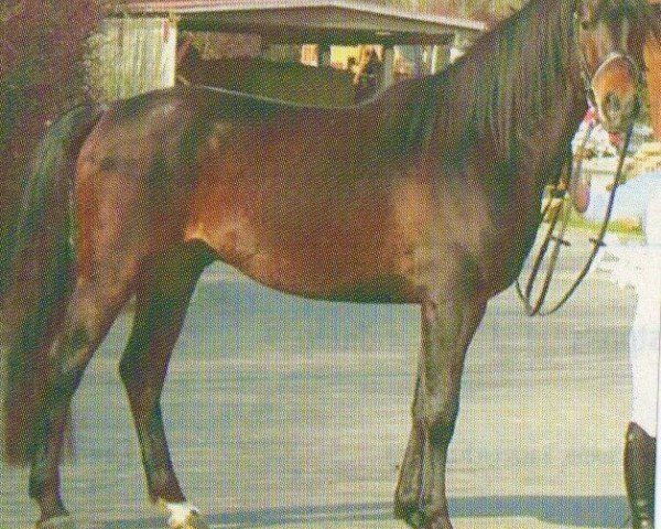 Pferd Bashir (Shagya-Araber, 1995, von Bazar ShA)