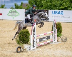 Springpferd Calinih CH (Schweizer Warmblut, 2020, von Comme il Faut)