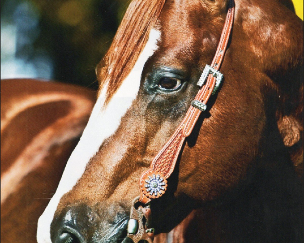 Deckhengst Bevs Sujo (Quarter Horse, 1995, von Smart Sujo)