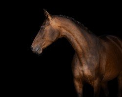 dressage horse Feliz Vida (Hanoverian, 2020, from Fürstenball)