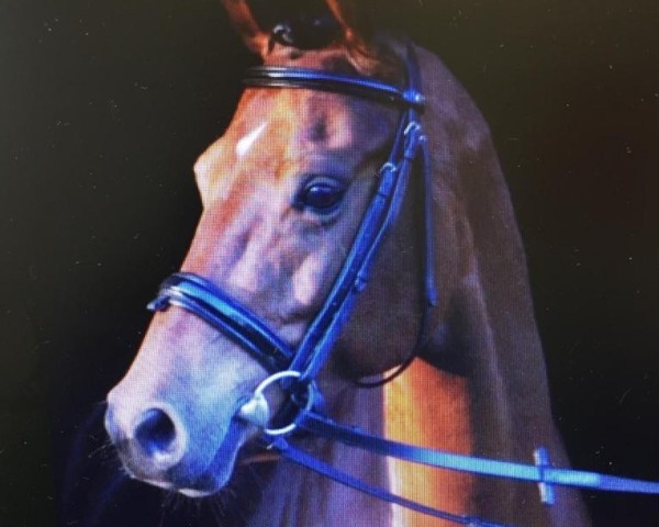 broodmare Girlpower 4 (Nederlands Rijpaarden en Pony, 2010, from First Stayerhof's Ramzi H)