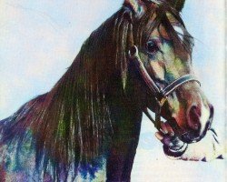 stallion Blue Hassan EAO (Arabian purebred, 1973, from Hamdan 1936 RAS)