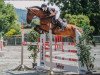 jumper Campino K 2 (German Sport Horse, 2012, from Cassandro 10)