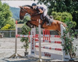 jumper Campino K 2 (German Sport Horse, 2012, from Cassandro 10)