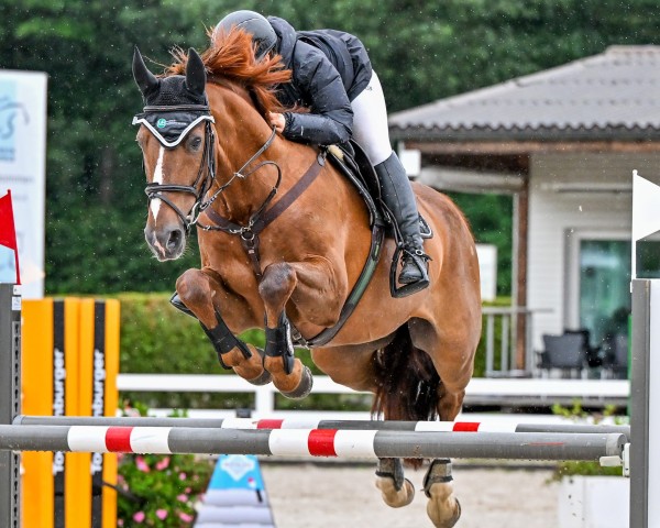 jumper Fifty Cence (Hanoverian, 2011, from Forsyth)